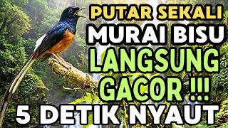 Download lagu Masteran murai batu full isian tembakan durasi panjang