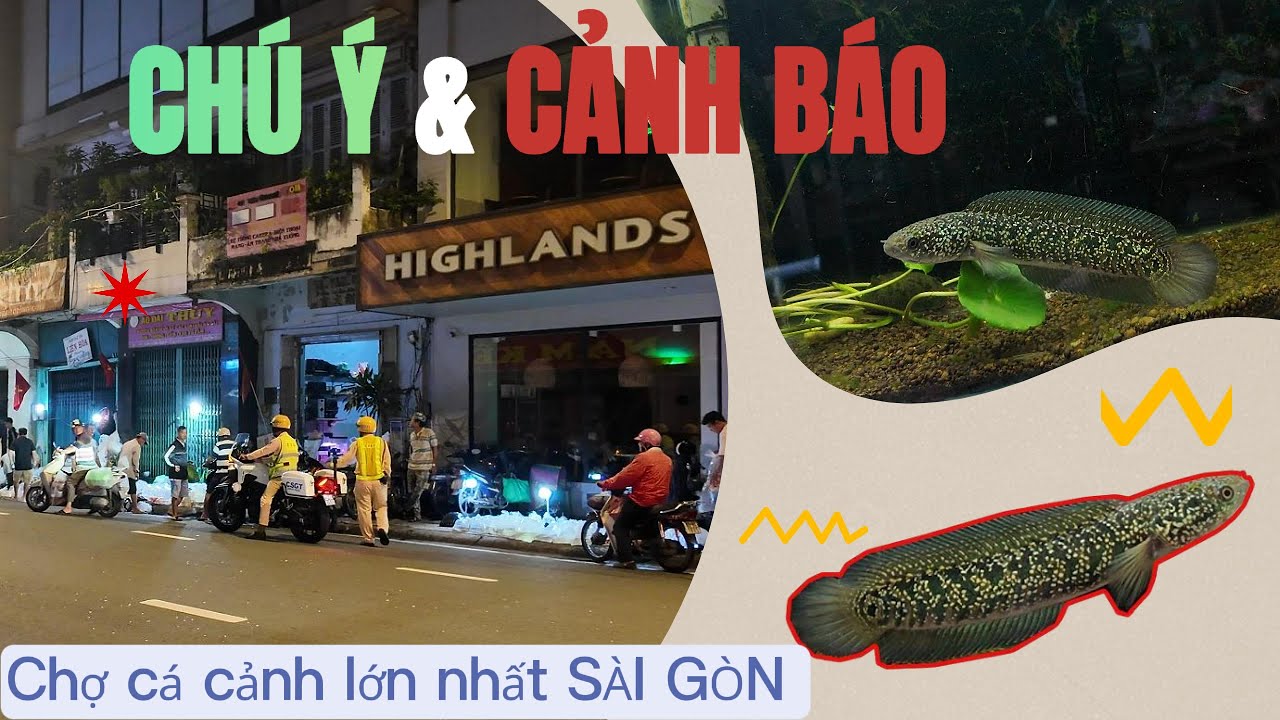 Chú ý & cảnh báo .Tại chợ cá lớn nhất Sài Gòn#channa #caloc #aquarium #luuxuantin#loccanh