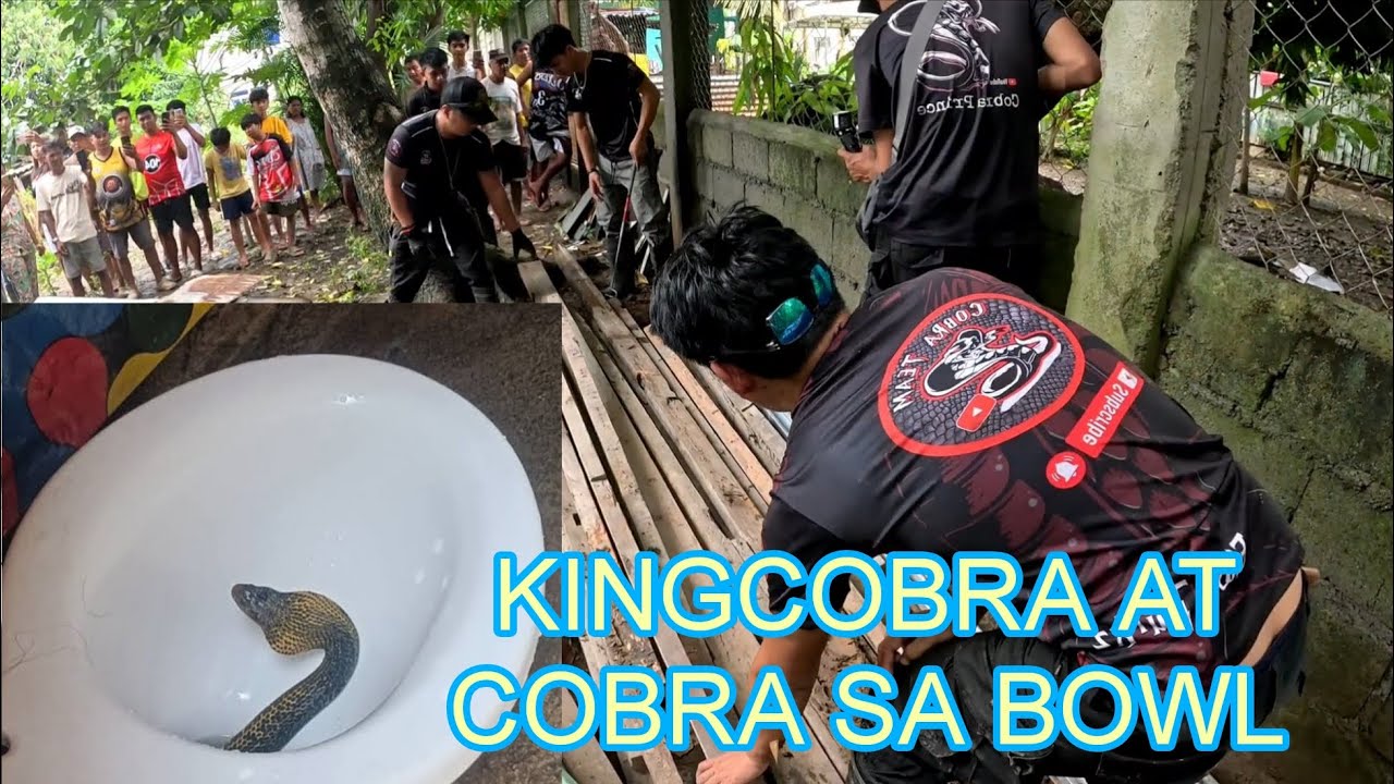 KING COBRA NASA ILALIM NG YERO AT COBRA SA TOILETTE BOWL