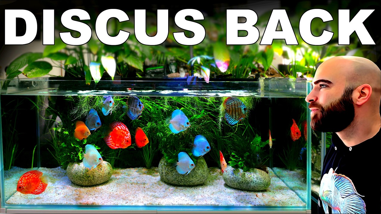 Did I Make The Right Choice... Discus Back