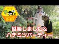 【二ホンミツバチ養蜂中♪】継箱しました＆ハチミツパーティー♪養蜂チャレンジ(Vol.08)