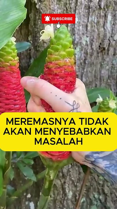 JANGAN MEREMAS BUNGA INI