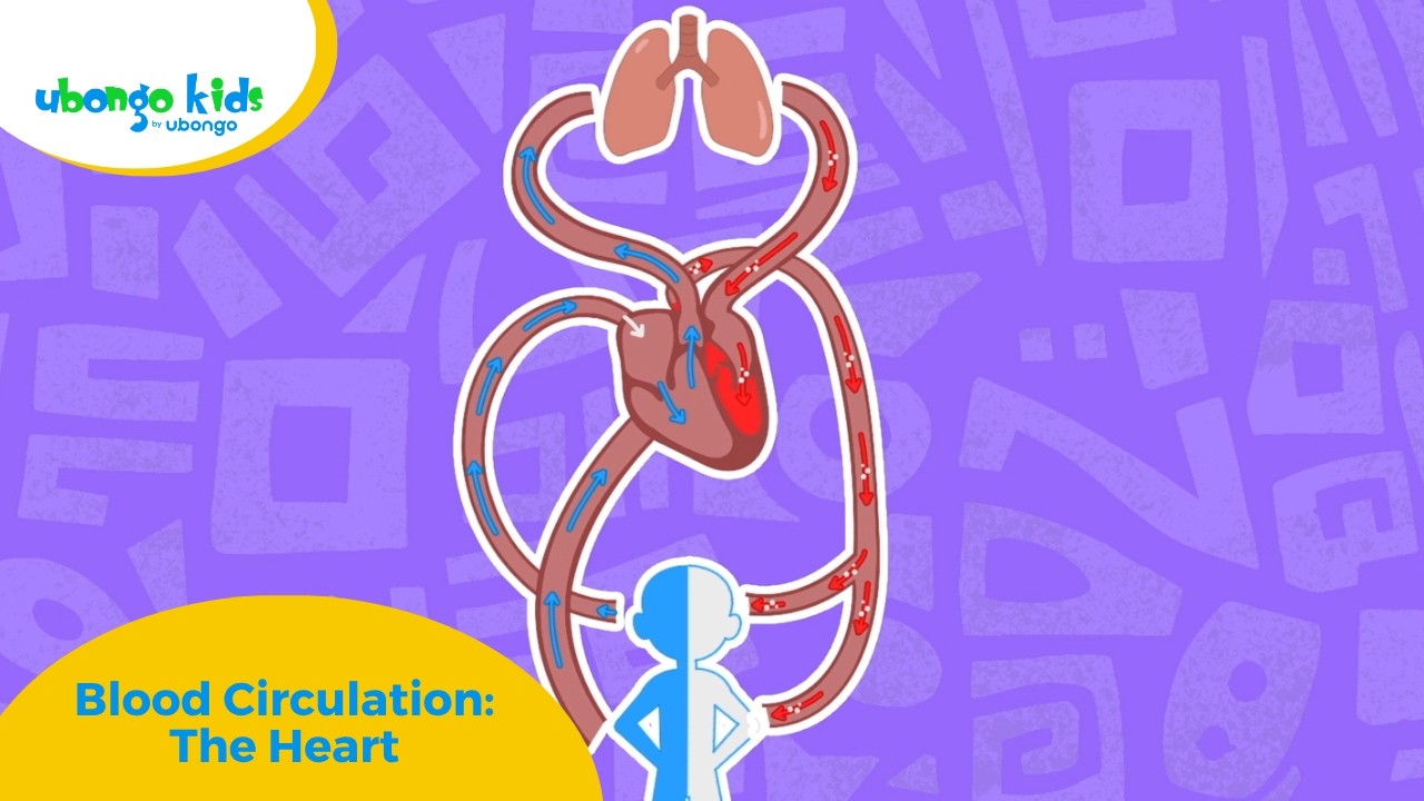 Blood Circulation: The Heart | Ubongo Kids #singalong