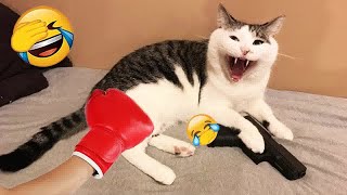 When God sends you a funny cat 🤣 Funniest cat ever 😹Part 14