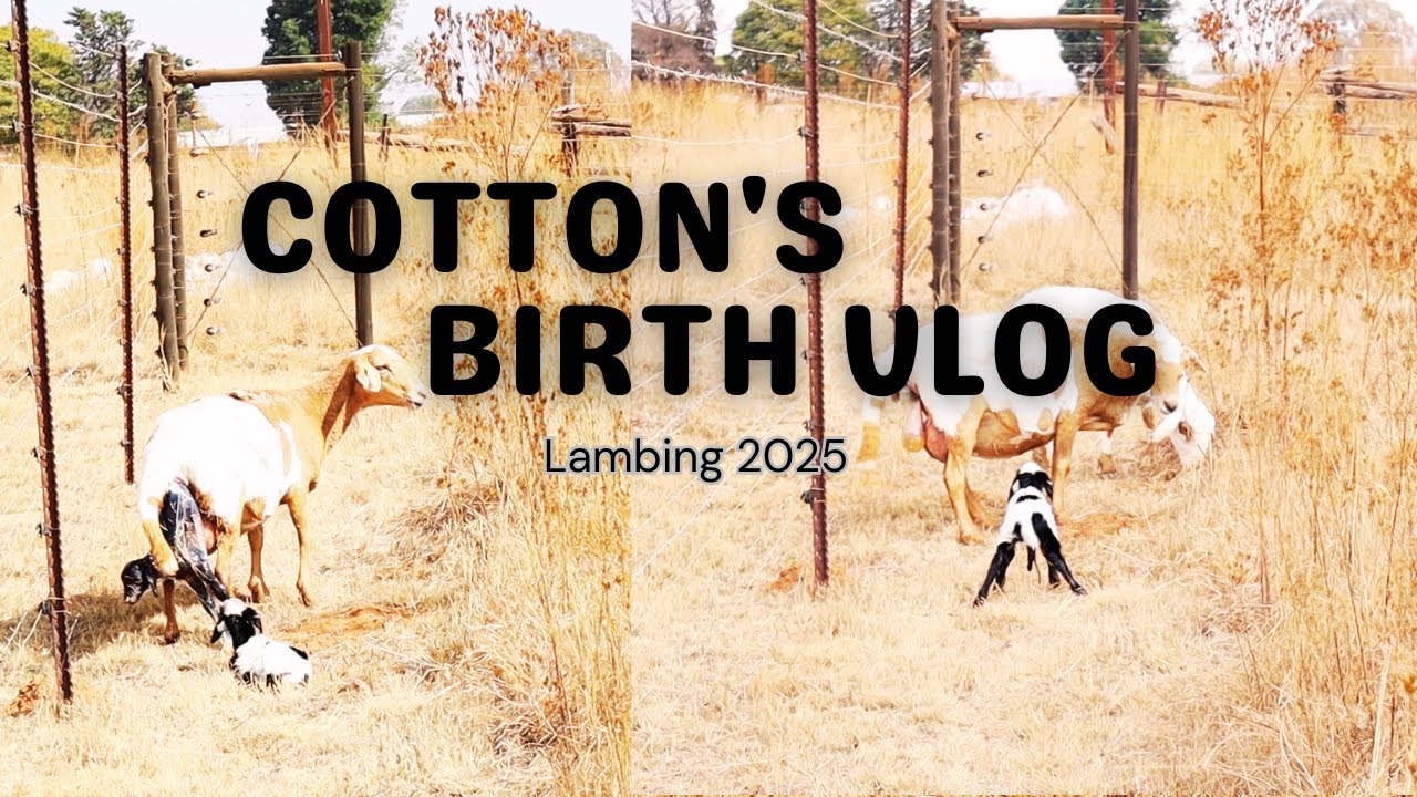 ЯГНЕНИЕ 2025 // ОВЦЫ РОДЯТ ЯГНЯТ И УЗНАВАЮТ СВЯЗЬ С ИХ ЯГНЯТАМИ // ДОМАШНЕЕ ХОЗЯЙСТВО // ЮЖНОАФРИ...