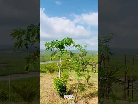 My View On The Creek Side In The Morning Wakati Maji Imeenda Kunywa Breakfast