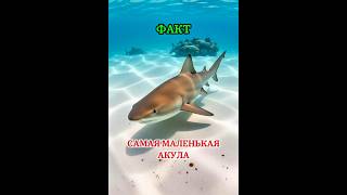 Акула размером с палец! #акула #интересно #хочуфакты #животные #animals #книгаживотных