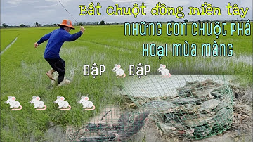 bắt chuột đồng Theo đường ruộng ở miền Tây/những con chuột phá hoại mùa màng/tập 3@CuongFising