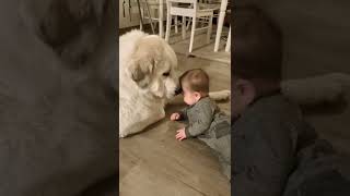 Great Pyrenees Being Sweet With Cute Baby #shorts