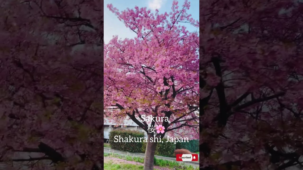 Stunning Sakura Blossoms in Sakura City, Japan 🇯🇵🌸 | Breathtaking Spring View!