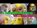 మీ budgies కి eye infection వచ్చిందా...? అయితే ఈ treatment చెయ్యండి.... #birds #budgies #pets
