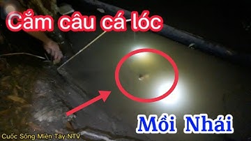 Cắm Câu Cá Lóc Mồi Nhái|Cuộc Sống Miền Tây NTV#cuocsongmientay#sanbatdongque#muanuocnoi