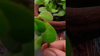 Jet plan 🌱#ytshorts #shortsfeed #shorts #Anamika vlog