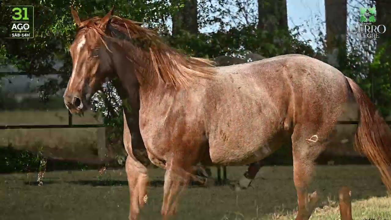 01   GSM RED HOT LENA