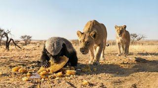 Honey Badger Vs Lion - The Only One Who Defies The King Inside The World