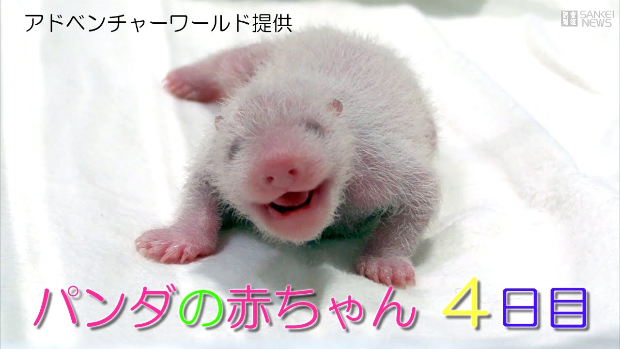 アドベンチャーワールド パンダの赤ちゃん 4日目 - YouTube