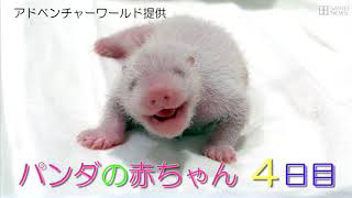 アドベンチャーワールド　パンダの赤ちゃん　４日目