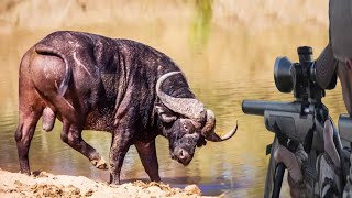 Sharp confrontations: Hunter VS African buffalo (the most dangerous predator for hunters) by The Art Of Hunt 7,383 views 9 months ago 4 minutes, 8 seconds