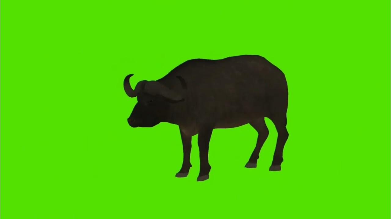 Buffalo Green Screen Video / Buffalo Running Video #animals # ...