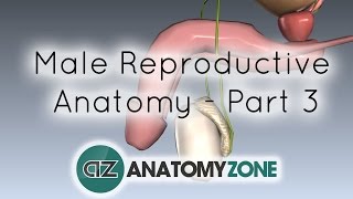 Introduction to Male Reproductive Anatomy - Part 3 - The Penis