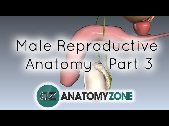 mecanismul erecției masculine)
