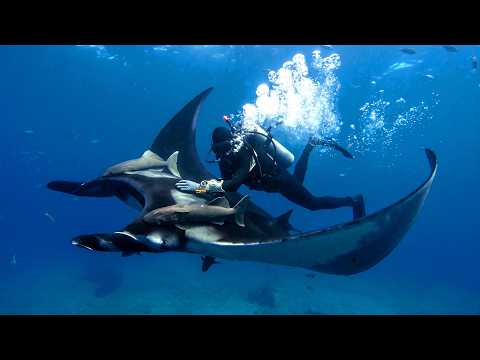 Devil Fish: The Bizarre Intelligence of Manta Rays