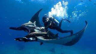Devil Fish: The Bizarre Intelligence of Manta Rays