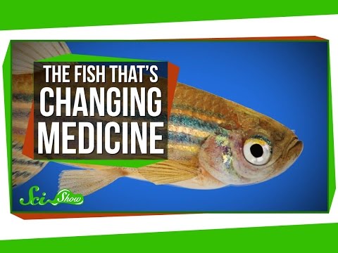 The Tiny Fish That&rsquo;s Changing Modern Medicine