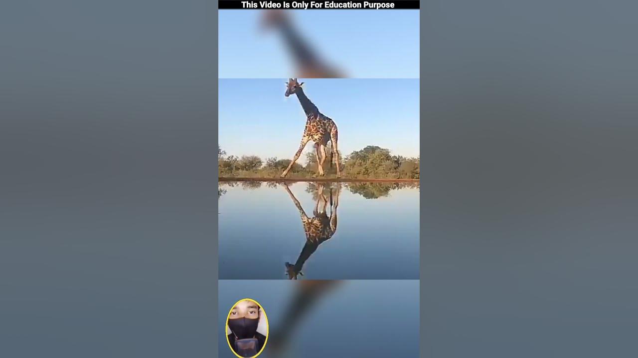 How Giraffe Drink Water 😳 #shorts #viral #youtubeshorts #brainfactz