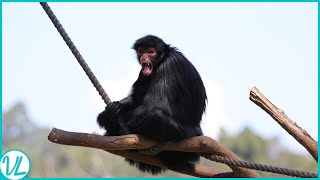 King Of Swings | The Spider Monkeys