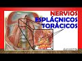 🥇 NERVIOS ESPLÁCNICOS TORÁCICOS. (Anatomía, Función) ¡Fácil Explicación!