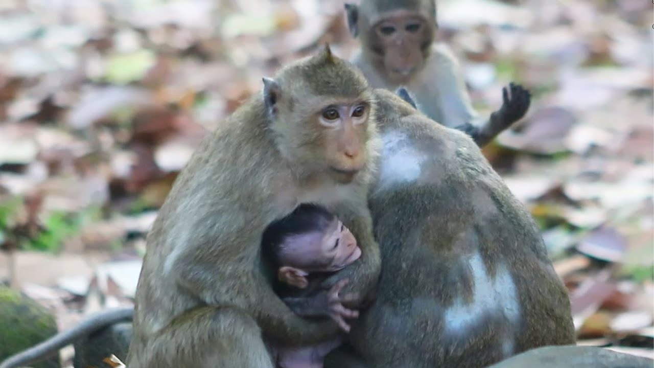 Brita Taken Jiva Run up Top Tree and Natty Jazzy Follow to Get Back on Jan 18,2026/Vs.6k123. Amber