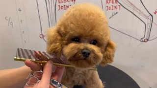 Poodle Puppy Grooming | Puppy Grooming | Dog Grooming by Puppy Groomy 215 views 1 year ago 1 minute, 20 seconds