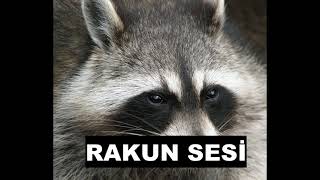 RAKUN SESİ