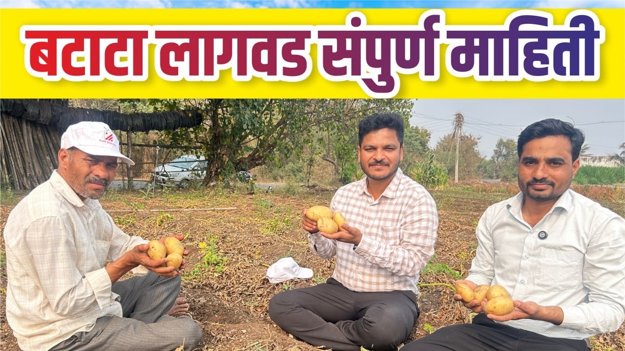 Batata lagavad sanpurn mahiti ? बटाटा लागवड संपूर्ण माहिती