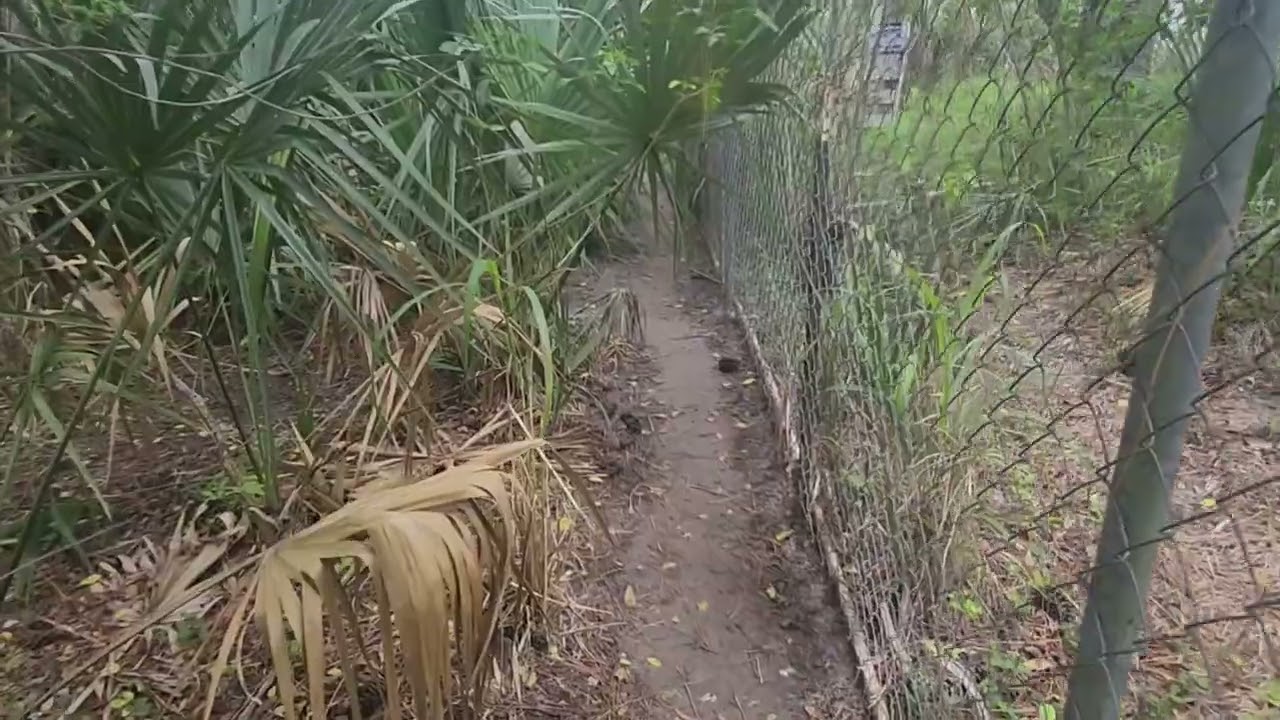 AHHHHH NORTHERN CASSOWARY EGGS!
