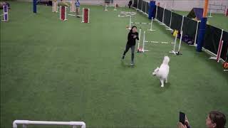 Samoyed's First Agility Trial