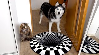 Will Dogs And Cats Believe an Optical Illusion?