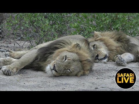 leopard print safariLIVE