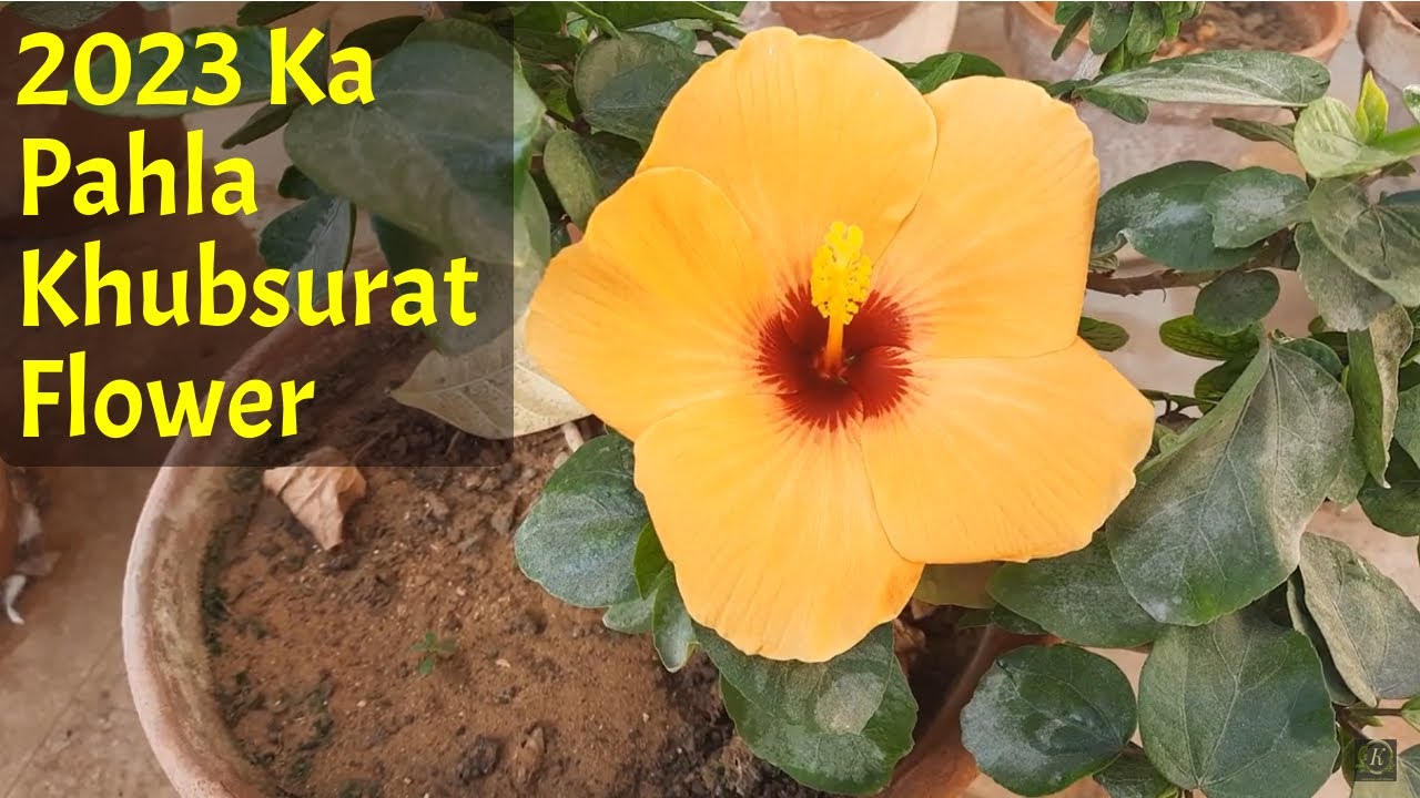 Aj Ka Khoobsurat Phool | Saal 2023 Ka Aghaz | Hibiscus #gardening # ...