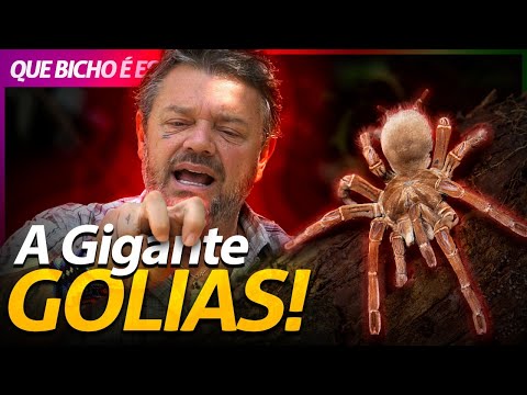 Vídeo: Quem matou a arachne comedora de almas?