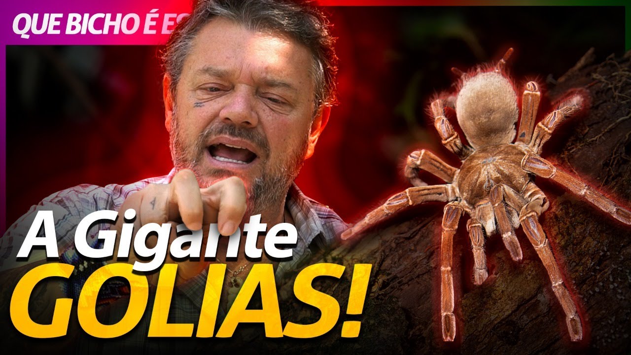 Marimbondo gigante ataca tarântula. Menino de 9 anos narra tudo