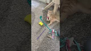 Katze spielt mit Spielzeug #katze #katzen #kitten #short #katzenspielzeug #katzenliebe  #cat #kitty