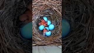 A tiny chick hatches, then something unforgettable happens 🐣🥰 #shorts #birds #birdwatching #wildlife