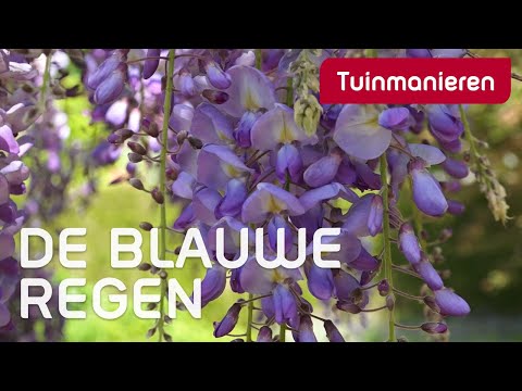 Video: Witte Klimmer - Alternatieve Mening