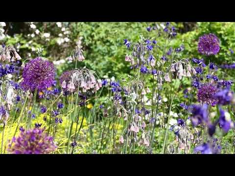 Видео: Nectaroscordum булцууны арчилгаа: Цэцэрлэгт зөгийн сараана цэцэг ургуулах зөвлөмжүүд