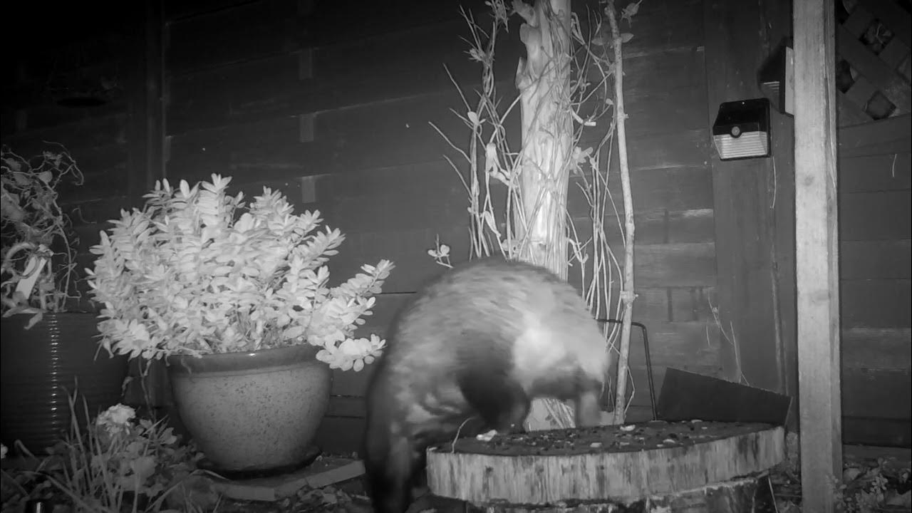 Flee in Badger YouTube