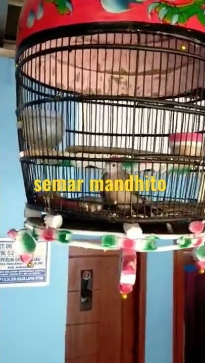 perkutut Semar mandhito#shorts
