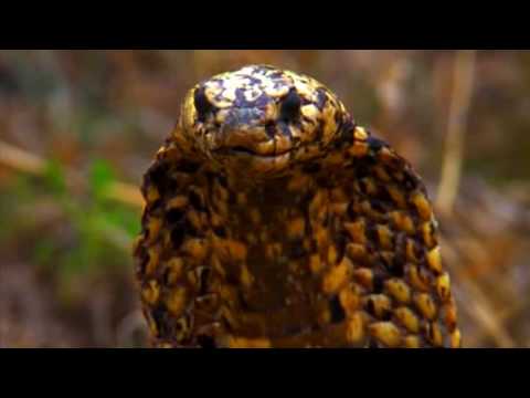 Deadly Cape Cobra 1 bite can kill up to 6 people