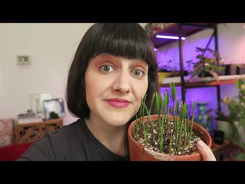 Vidéo: Christmas Palm Tree Care - Apprenez à faire pousser un palmier de Noël